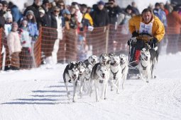 Lenk 2013